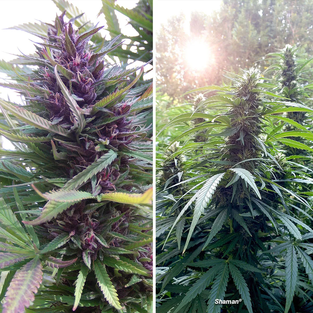 Shaman-Outdoor-sativa-with-anti-anxiety-effects-and-a-powerful-highly-motivated-effect