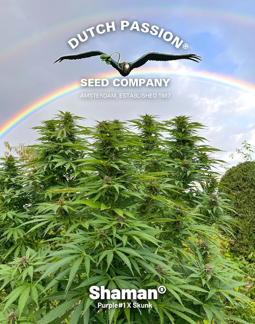 Shaman cannabis seeds can be purchased online at Dutch Passion