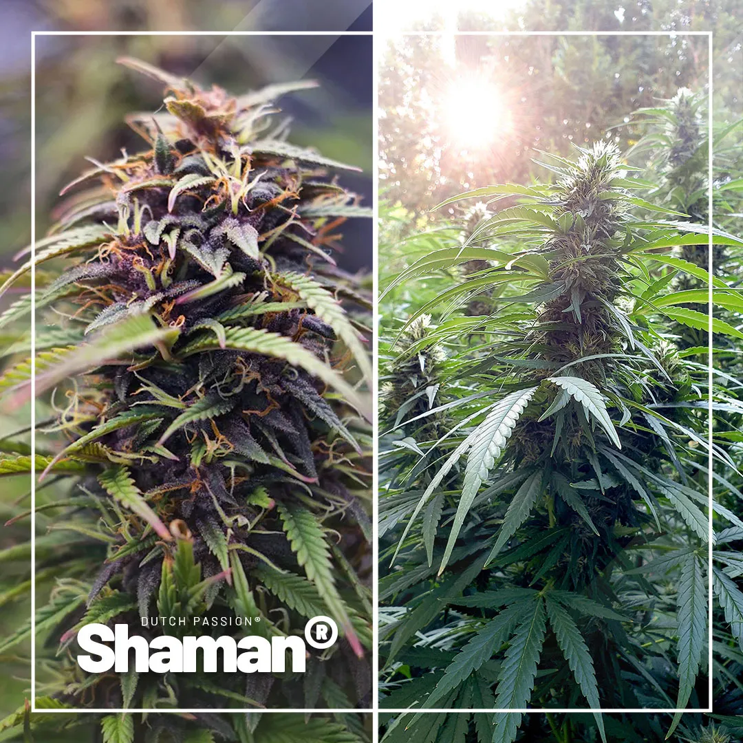 Shaman-low-budget-outdoor-cannabis-seeds