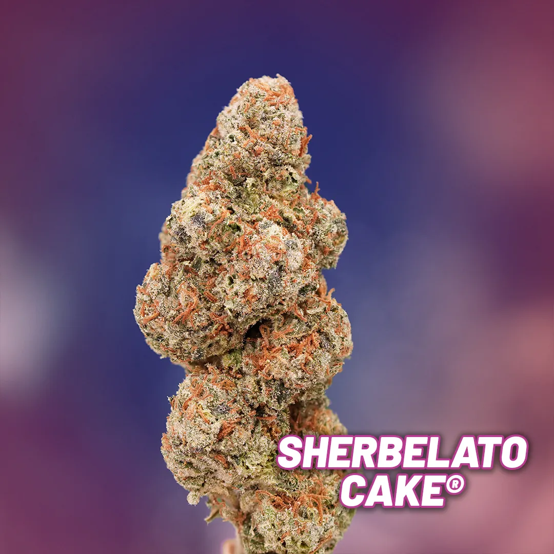 Sherbelato-Cake-dried-bud