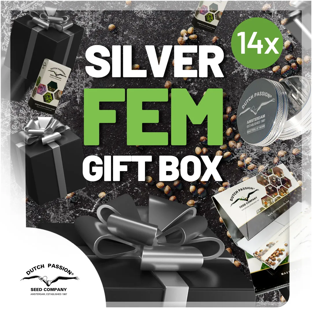 Silver-feminised-box-discount-christmas-cannabis-seeds