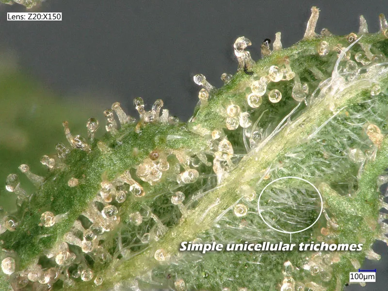 Simple unicellular trichomes
