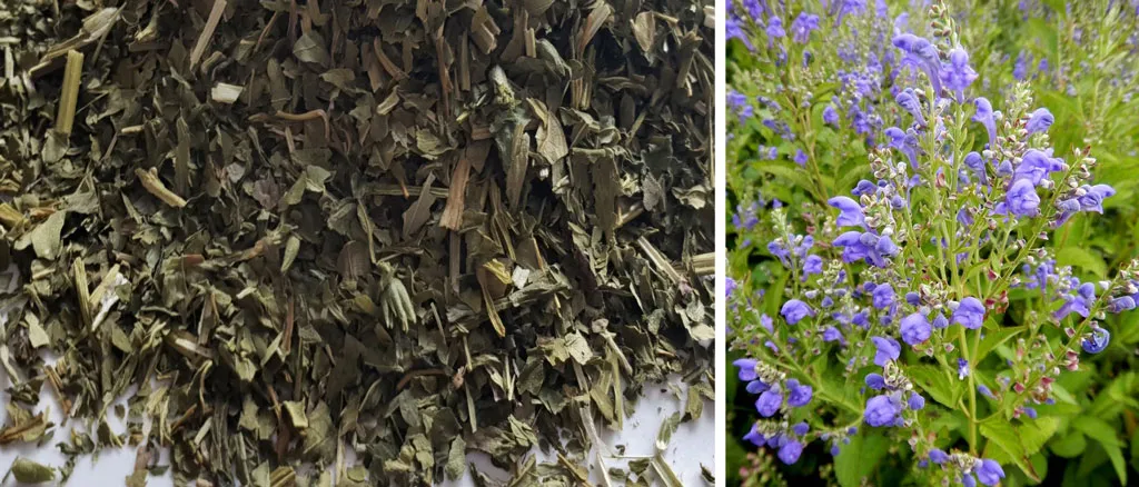 Skullcap-cannabis-joint-spliff-tobacco-replacements