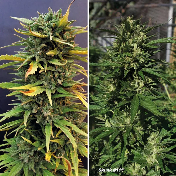 Skunk #11 by Dutch Passion