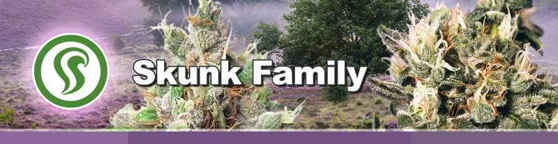 Dutch Passion Skunk Family cannabis seeds