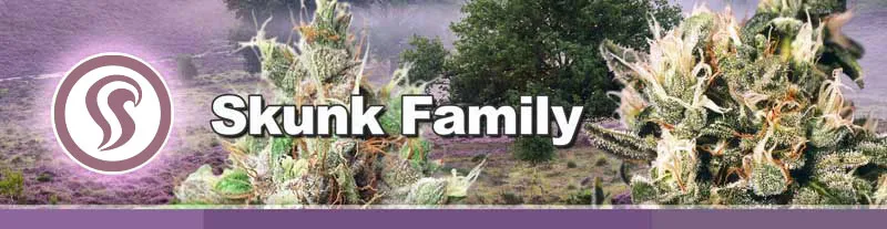 Dutch Passion Skunk Family