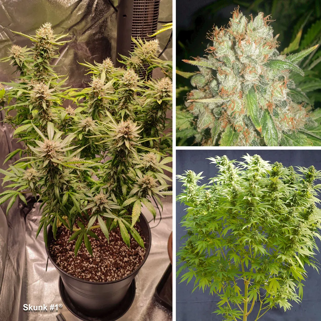Skunk-nr1-Dutch-Passion-best-skunk-cannabis-seeds