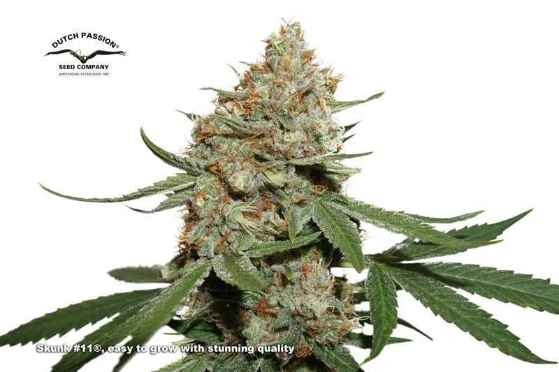 Skunk #11, easy to grow with stunning quality