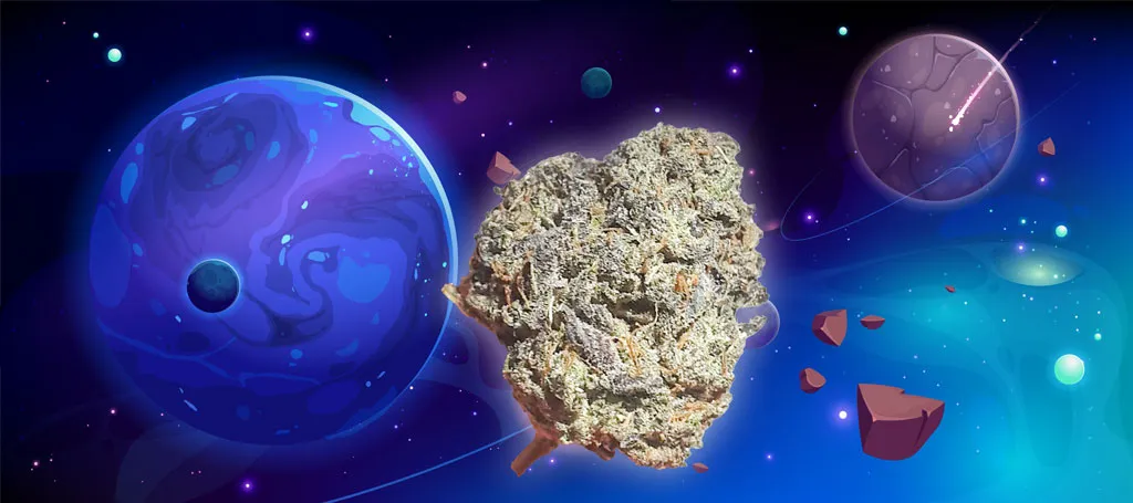 Stardawg or Stardog cannabis info