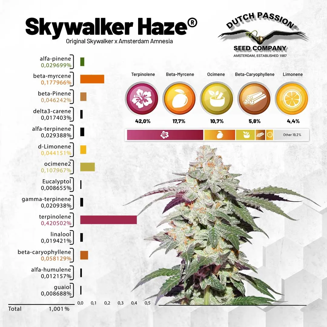 Skywalker Haze Terpenes overview