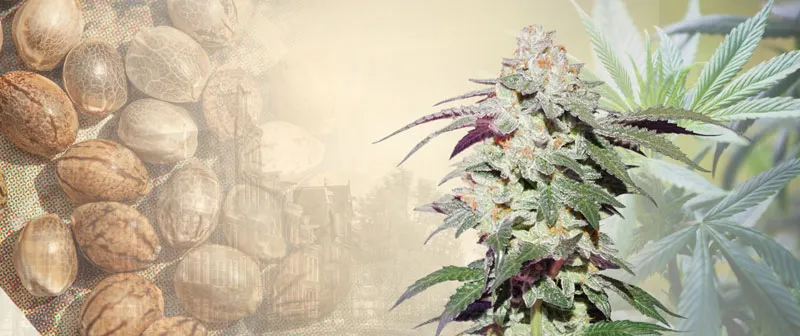 Dutch Passion Skywalker Haze