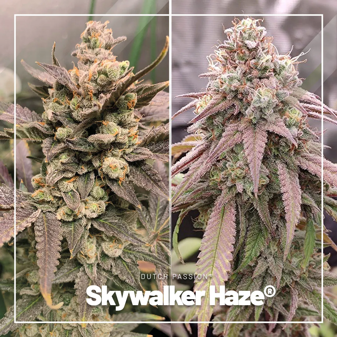 Skywalker-Haze-dutch-passion-seed-company-high-thc-budget-seeds
