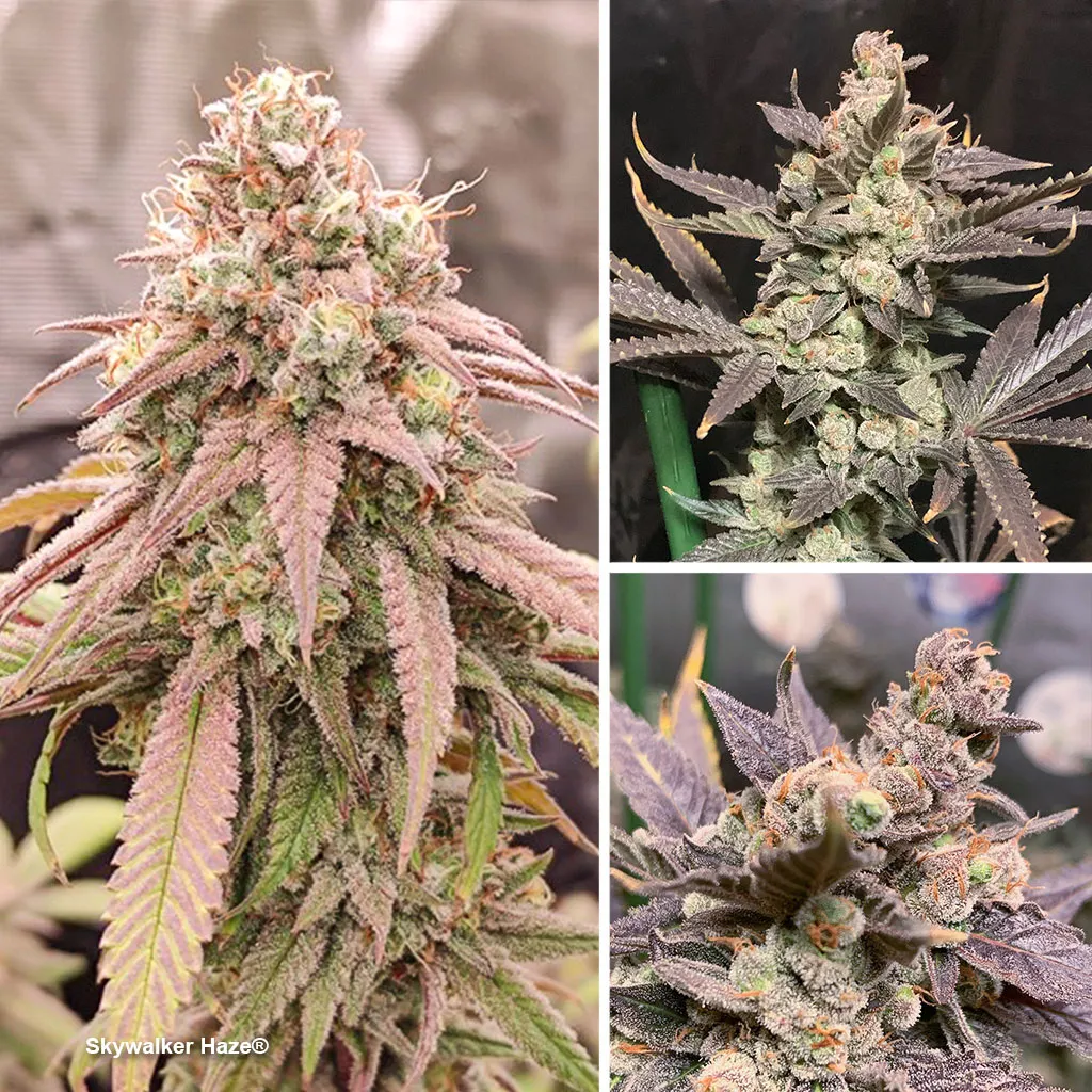 Skywalker-haze-dutch-passion-best-feminised-cannabis-seeds