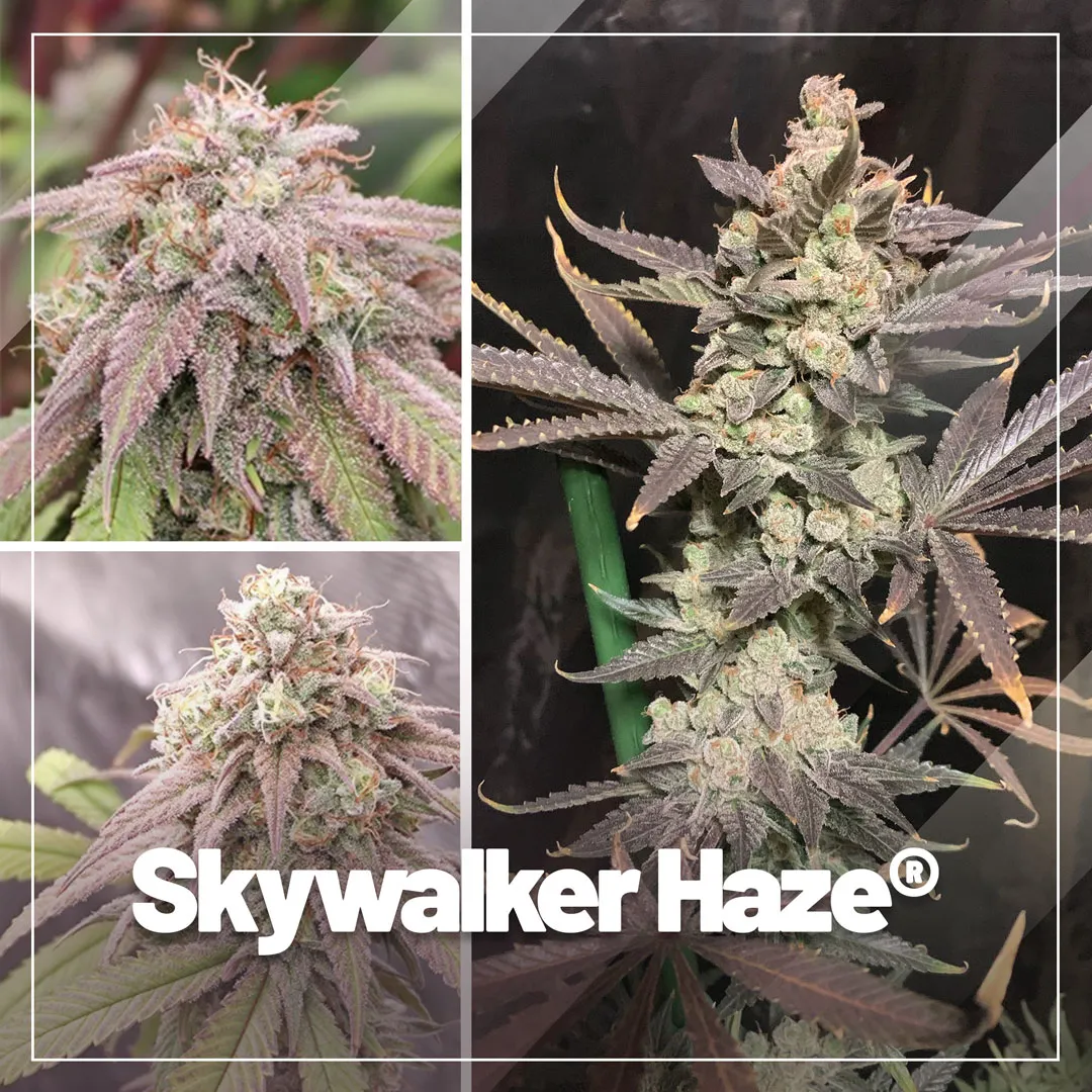 Skywalker Haze, cannabis cup winning Haze with extreme potency!