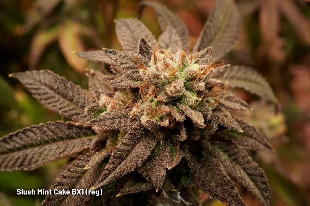 Slush Mint Cake BX1 regular cannabis seeds limited edition D