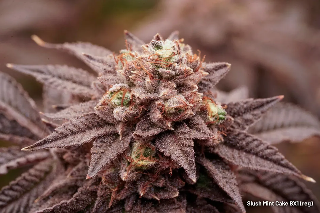 Slush Mint Cake BX1 regular cannabis seeds limited edition F