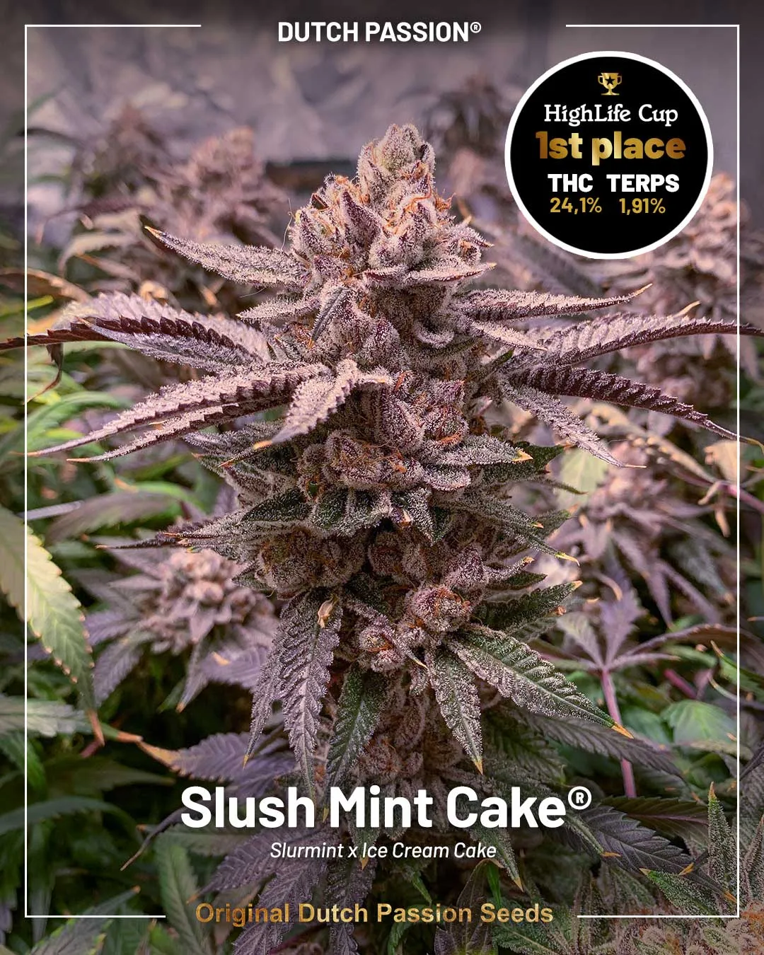 Slush Mint Cake best strain of 2025 for those looking for cannabis seeds