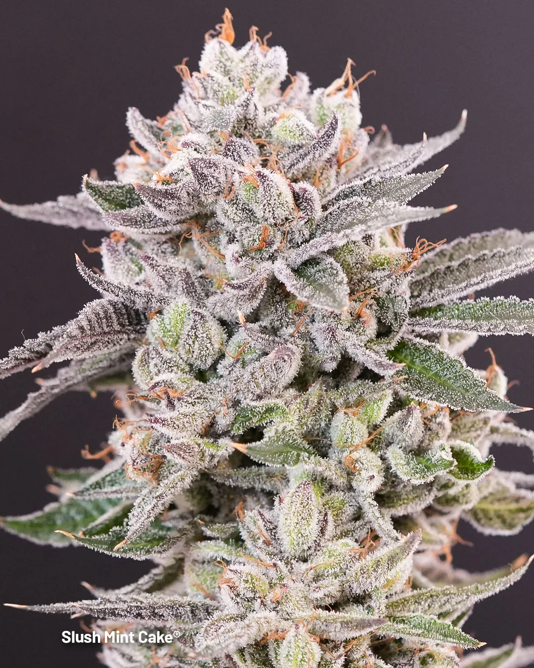 Slush-Mint-Cake-extremely-frosty-resin-covered-bud