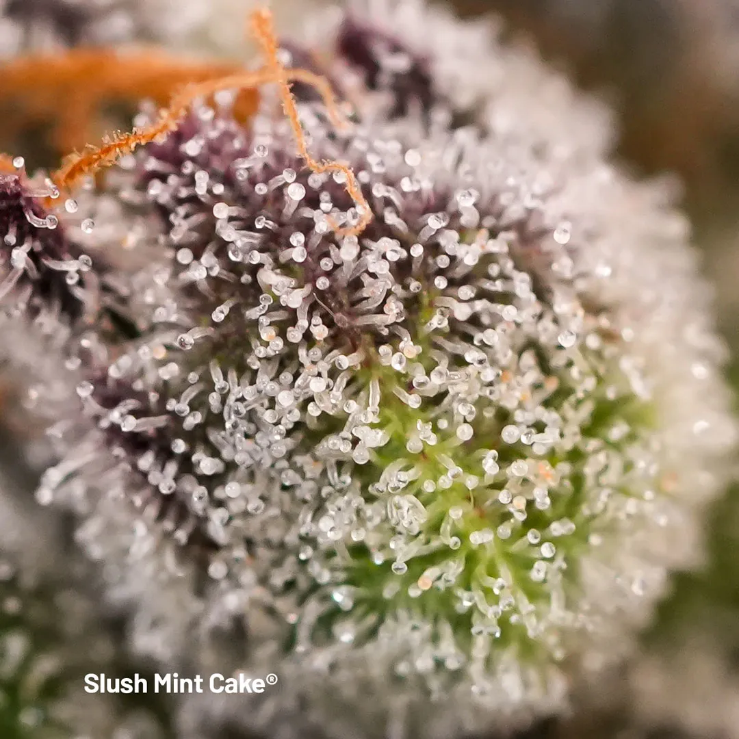Slush-Mint-Cake-trichomes-closeup