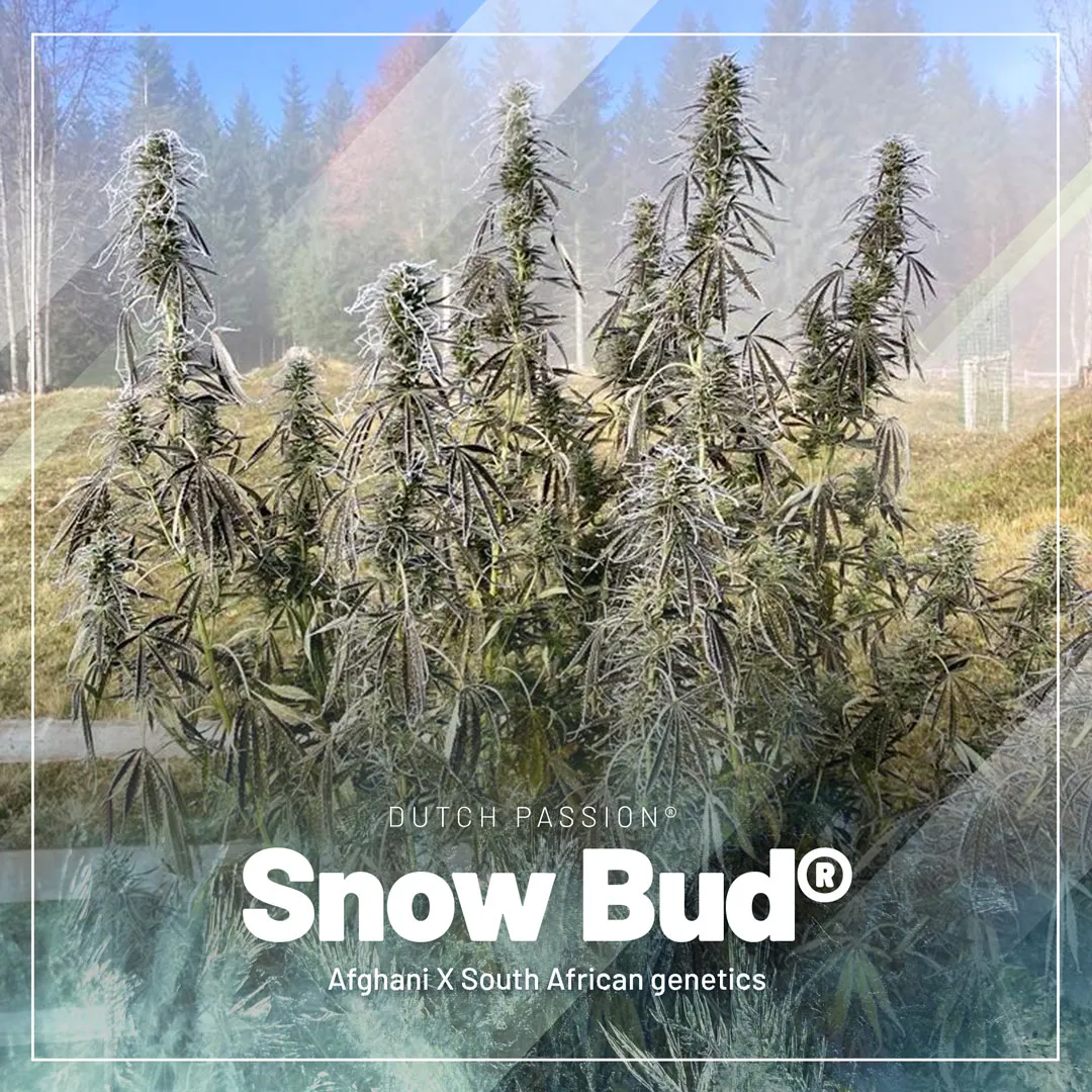 Snow-Bud-for-those-who-grow-cannabis-in-cold-mountain-areas