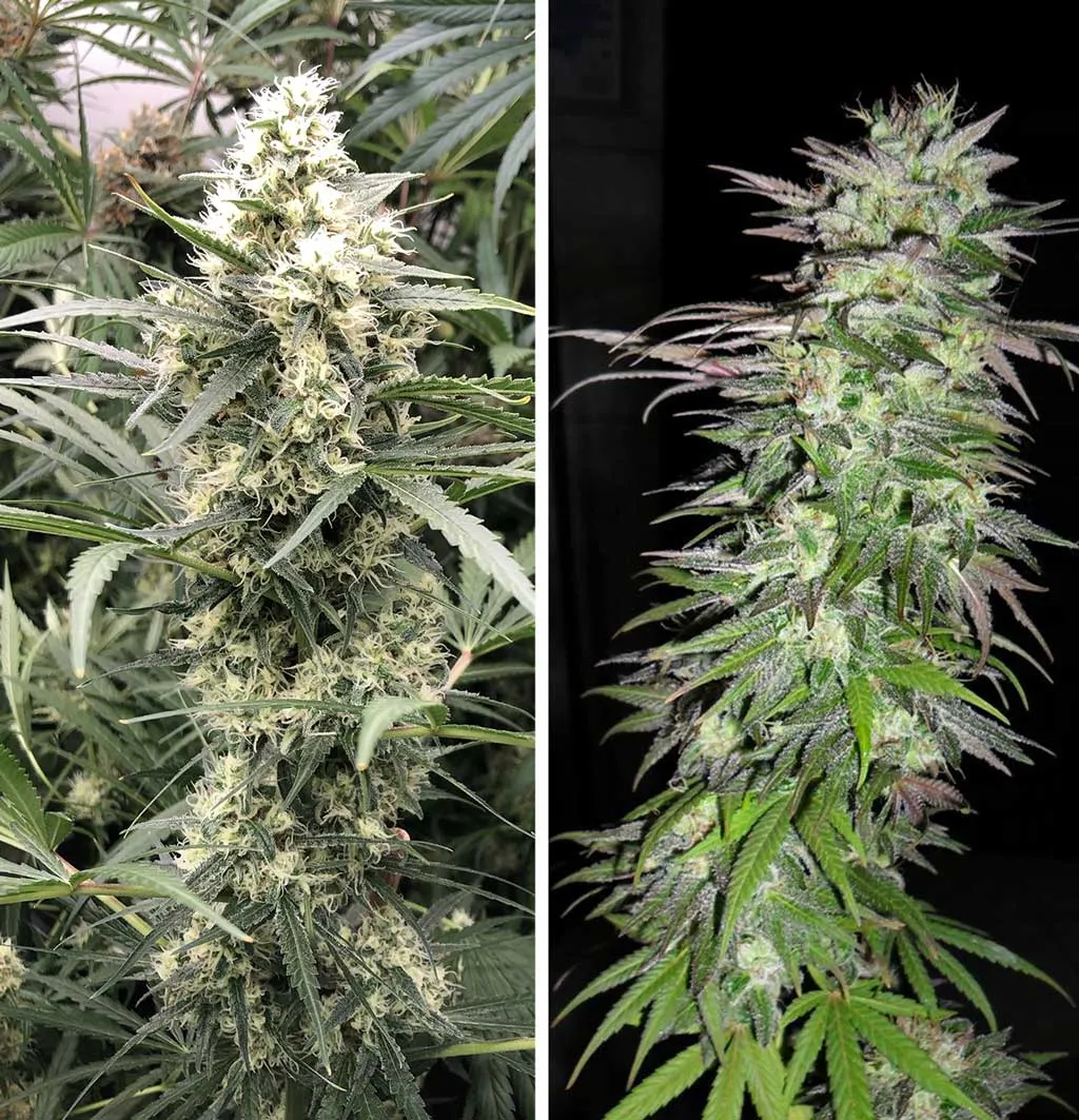 Snow-bud-outdoor-high-altitude-mountain-cannabis