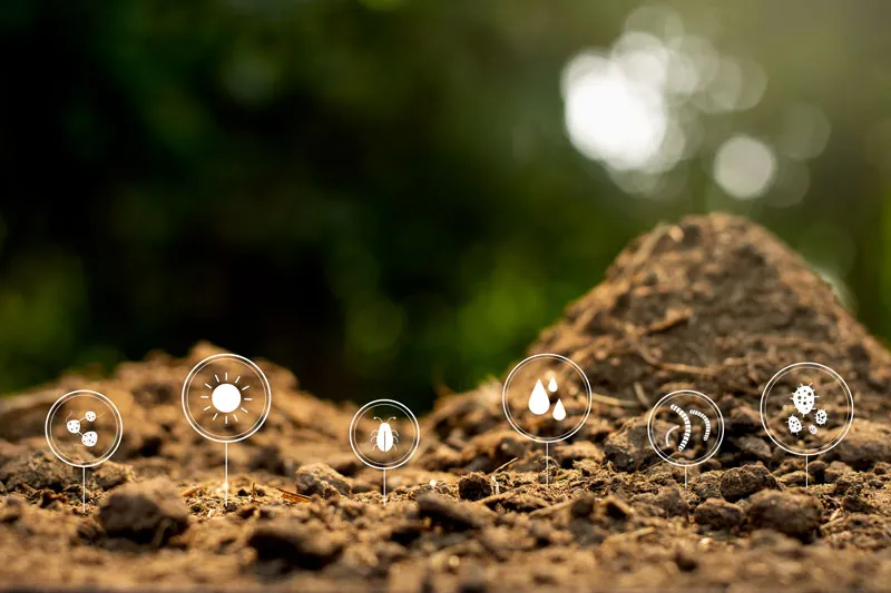The best soil for cannabis