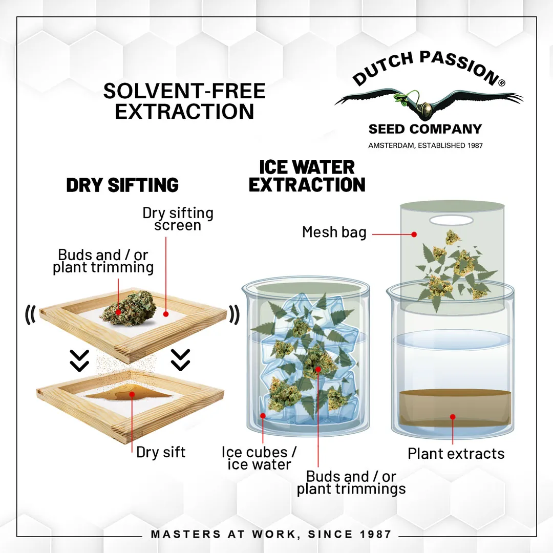 Solvent-free-Extraction-solvents-blog-2024