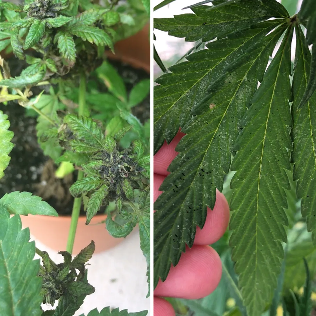 Sooty-mould-on-cannabis-black-dots-mold