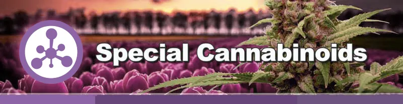 Dutch Passion Special Cannabinoids Collection 