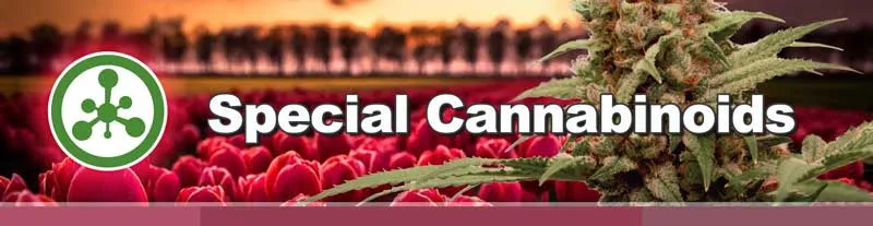 Dutch Passion Special Cannabinodis cannabis seeds