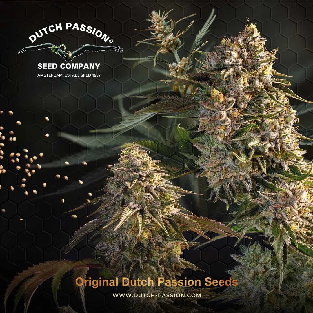 Begin met goede cannabisgenetica