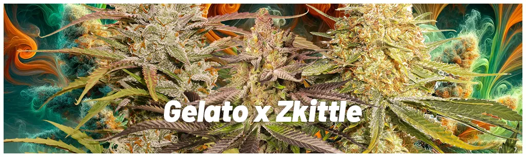 Strains-similar-to-Runtz