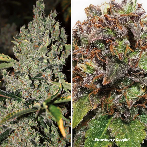 Strawberry Cough by Dutch Passion