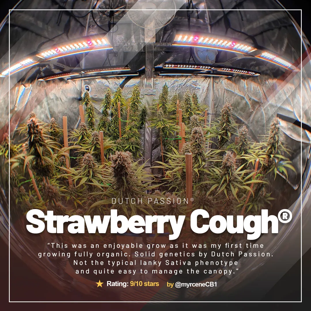 Strawberry-Cough-growdiaries-grow