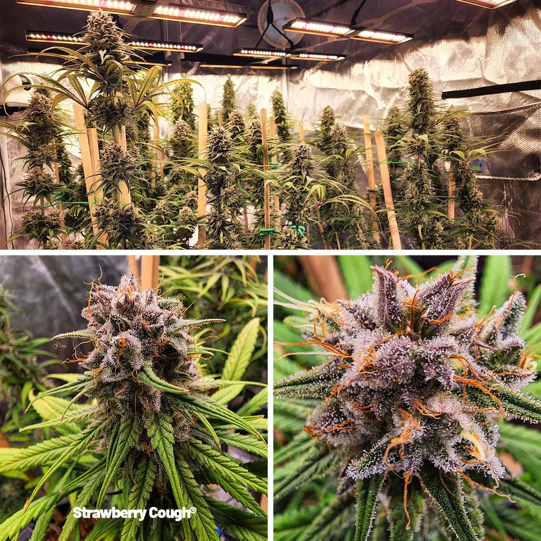 Strawberry-Cough-growdiaries-grow-2