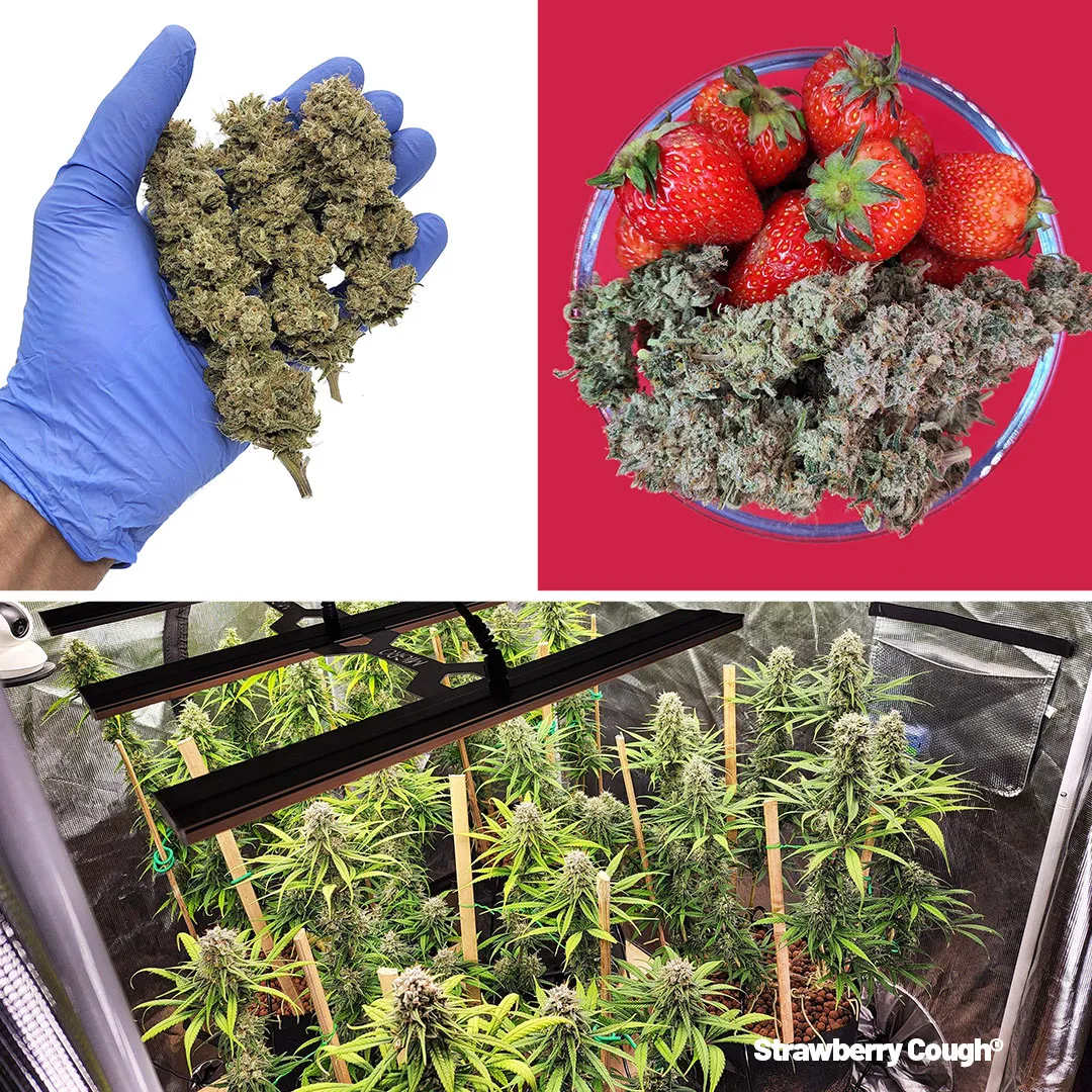 Strawberry-Cough-growdiaries-grow-3