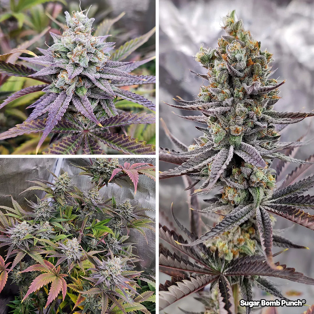 Sugar-Bomb-Punch-Delivers-incredibly-hard-and-sticky-buds-2