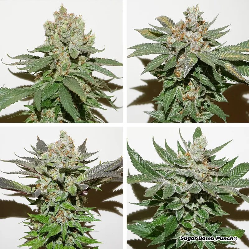 Four different different phenotypes of Sugar Bomb Punch