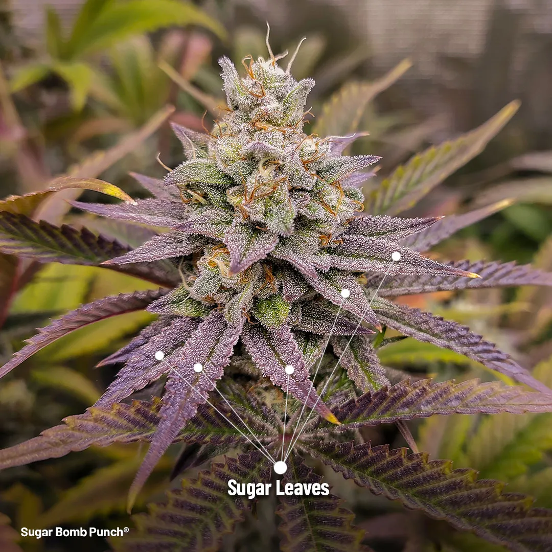 Sugar-Bomb-Punch-Sugar-Leaves