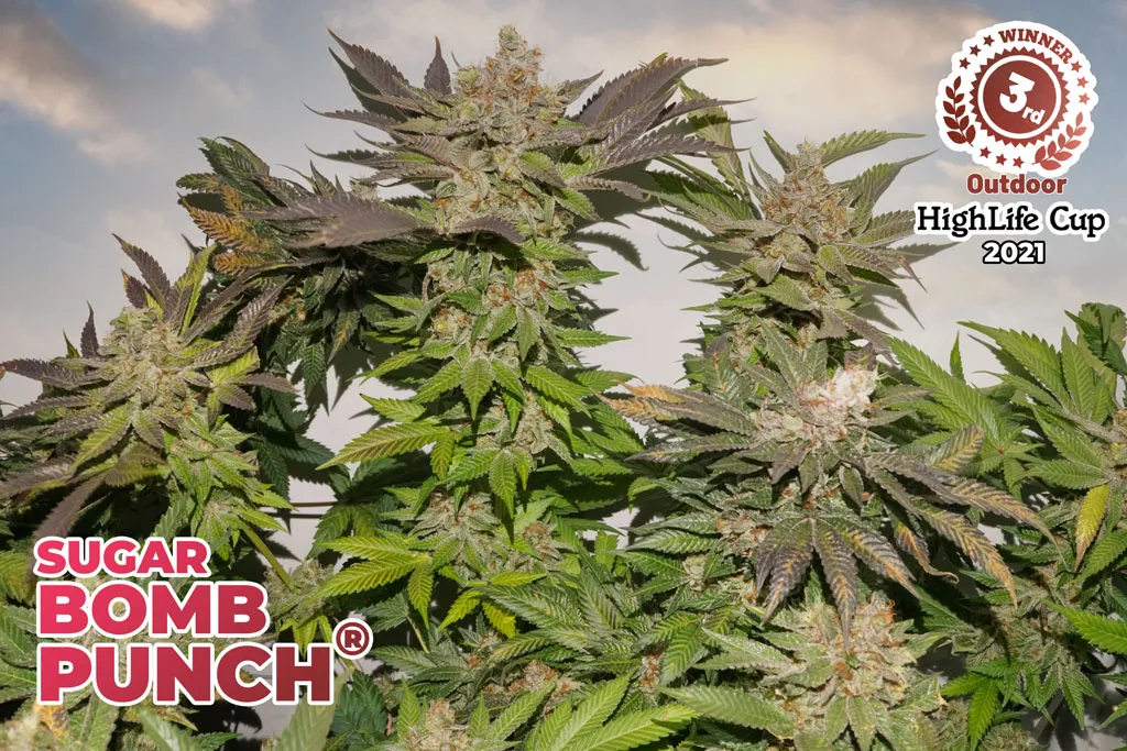 Sugar-Bomb-Punch-cannabis-seeds-online-cup-winner-highlife-cup-2021.jpg
