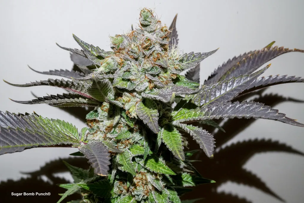Sugar-Bomb-Punch-cannabis-with-coloured-leaves