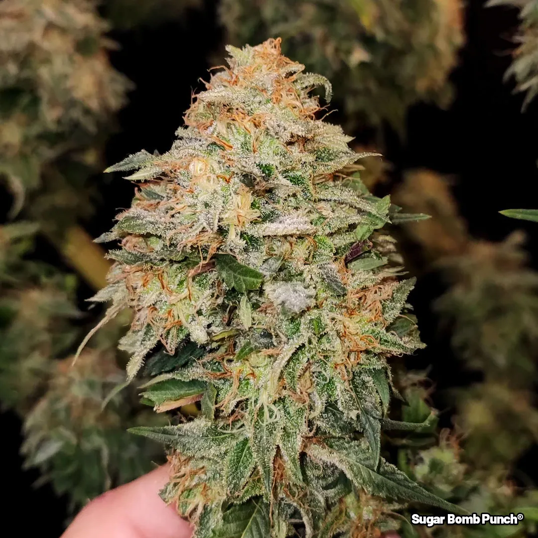 Sugar-Bomb-Punch-delivers-nothing-but-the-best-indica-effects-3
