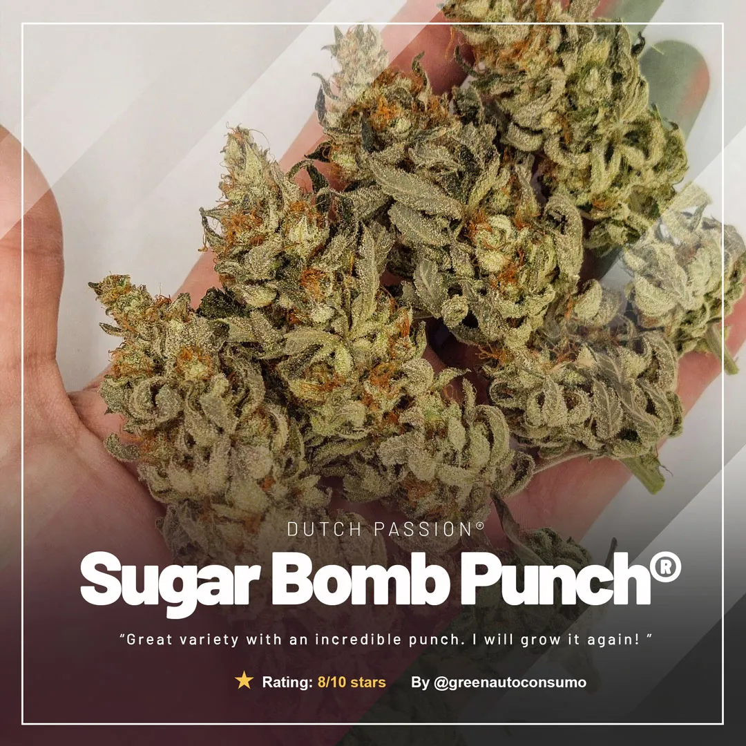 Sugar-Bomb-Punch-frosty-nugget-buds-cannabis