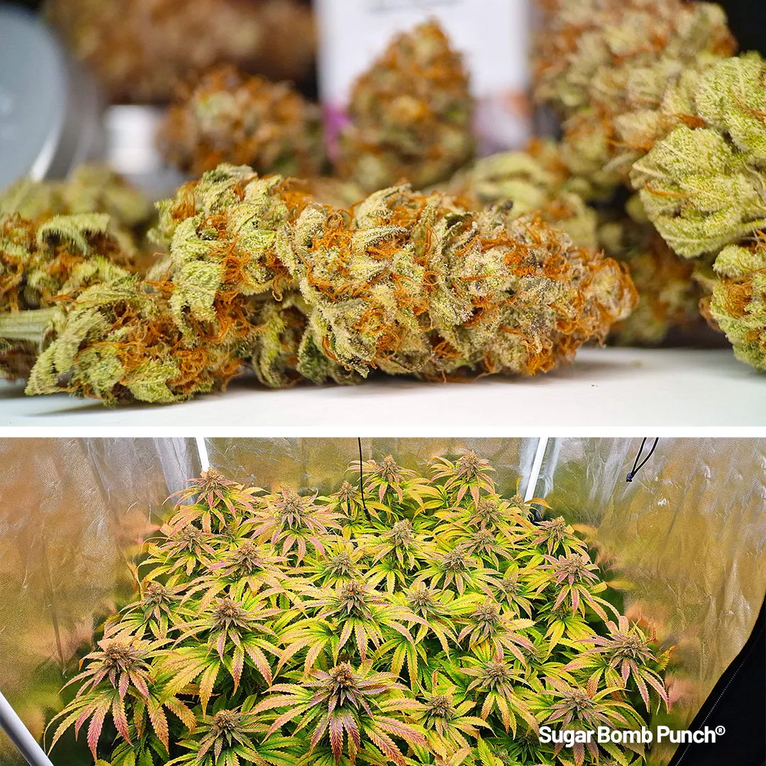 Got 280g of frosty, sweet, hard-hitting buds
