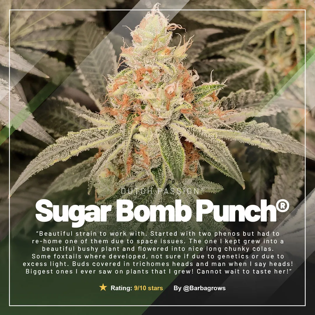 Sugar-Bomb-Punch-grow-review-feminised-dutch-passion-seeds