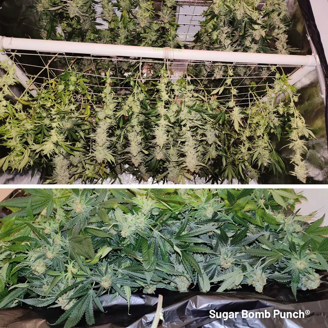 Sugar-Bomb-Punch-grow-review-feminised-dutch-passion-seeds-drying-harvest