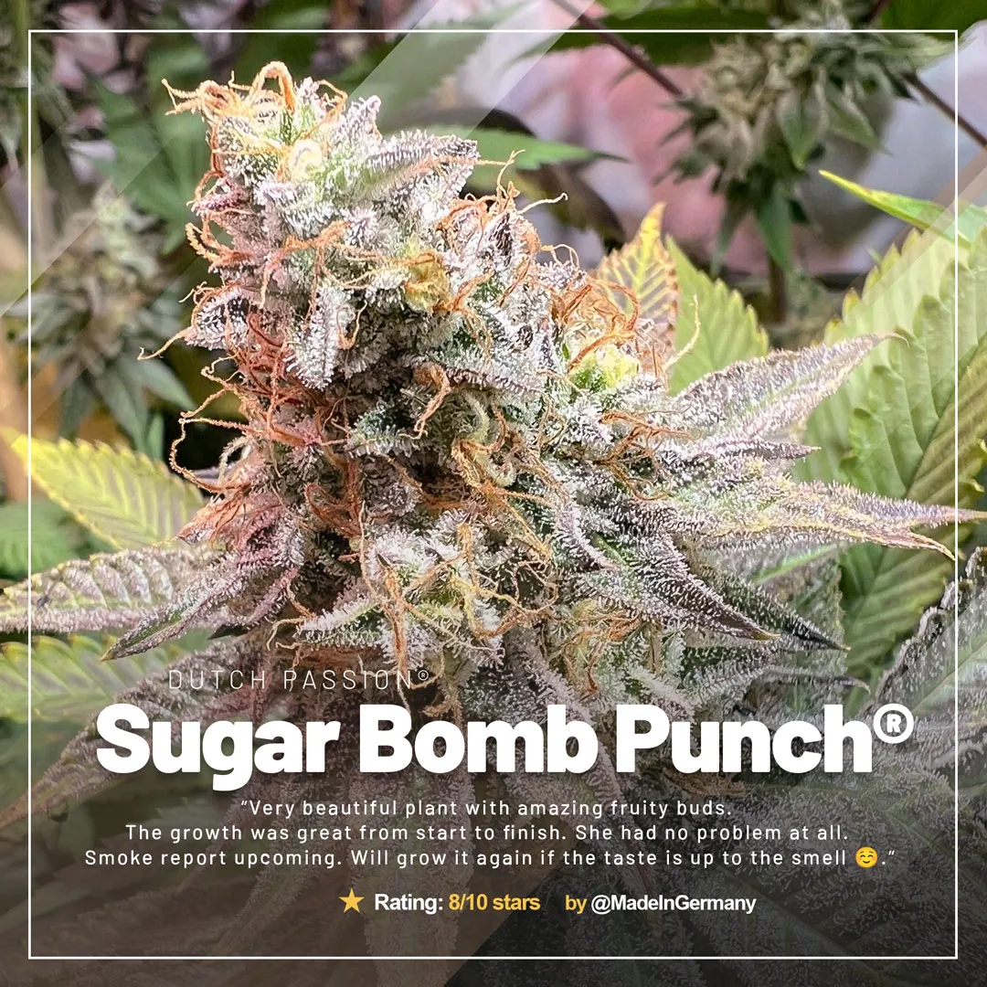 Sugar-Bomb-Punch-growdiaries-of-the-month-fruity-buds