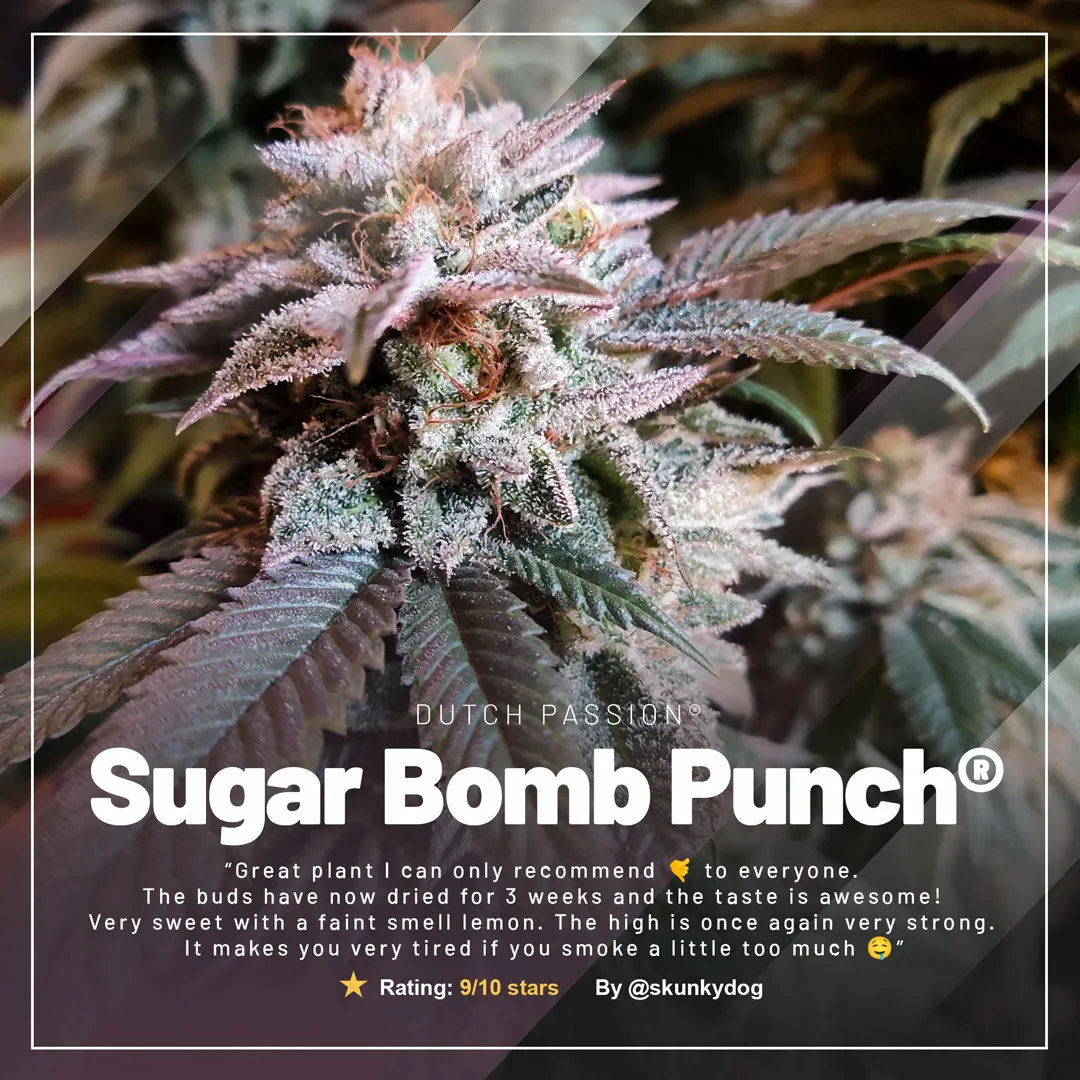 Sugar-Bomb-Punch-the-super-resin-dripping-usa-cannabis-seeds