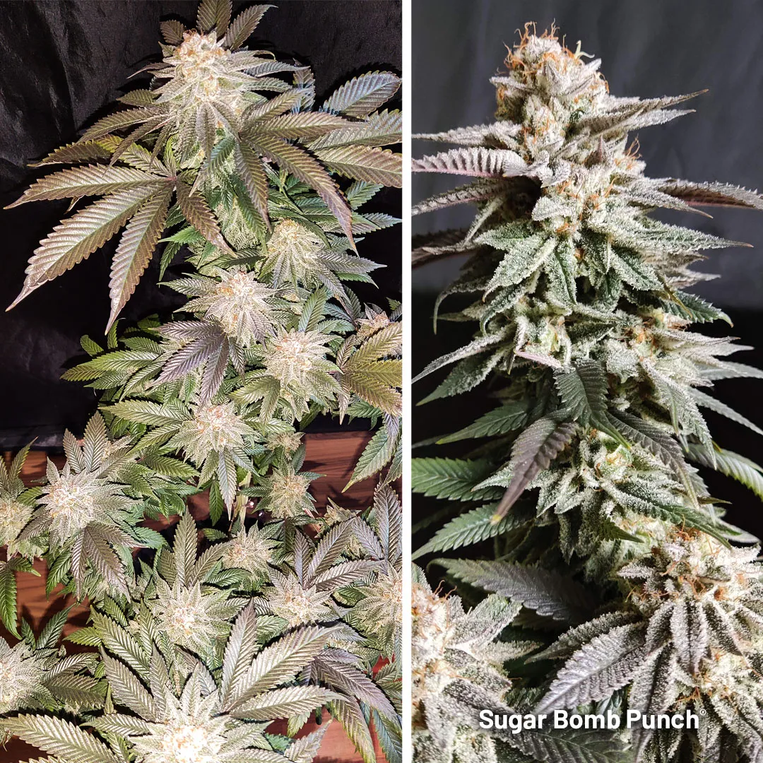 Sugar-Bomb-Punch-the-super-resin-dripping-usa-cannabis-seeds-B.