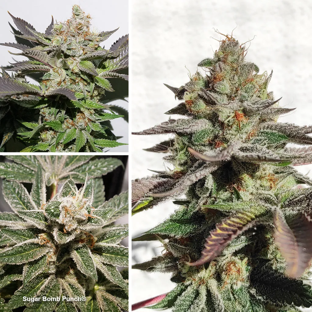 Sugar-Bomb-Punch-the-thc-extreme-feminised-cannabis-variety